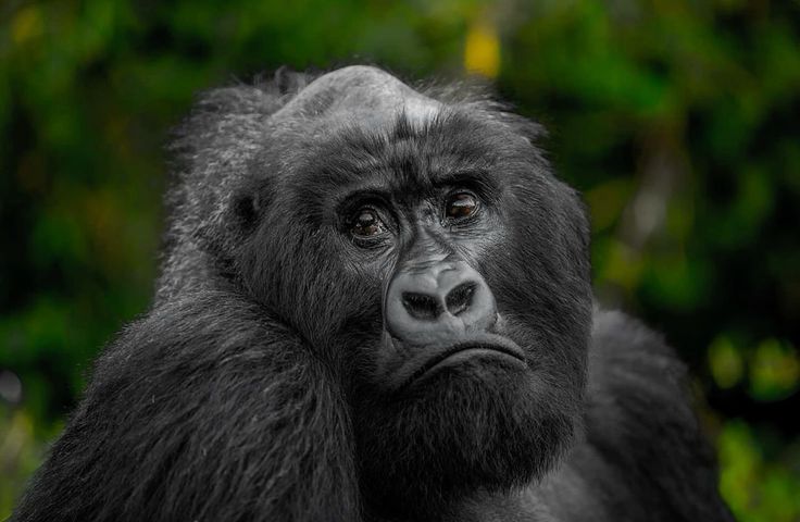 5 Days Double Gorilla Trekking and Habituation Experience Safari