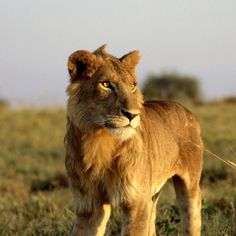 3 Days Kidepo Wildlife Safari