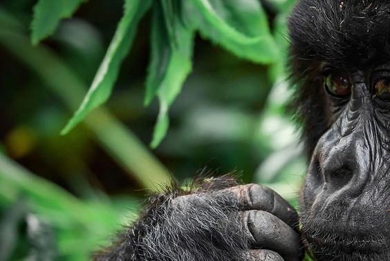 What Do Gorillas Eat?