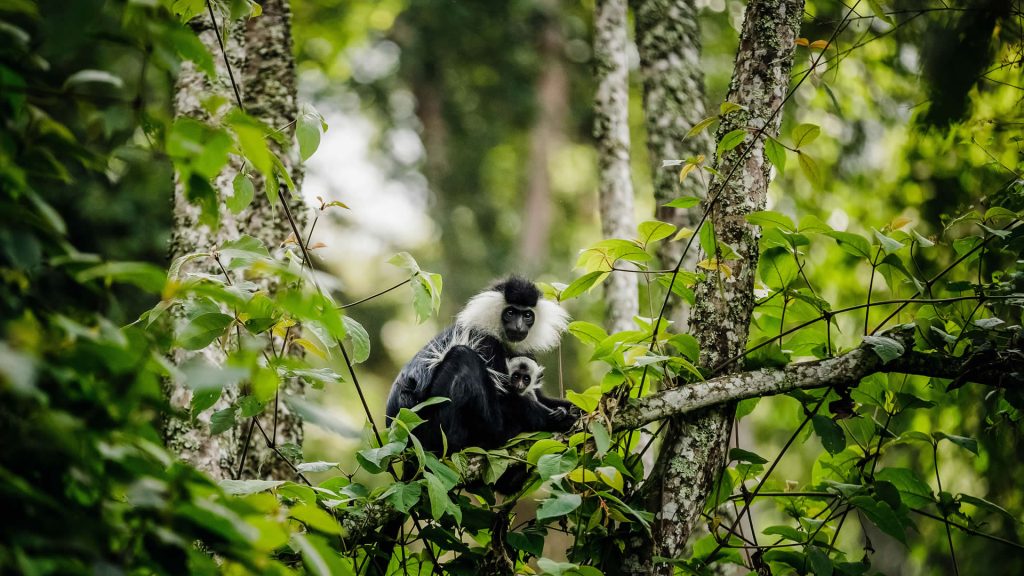 3 Days Rwanda Chimpanzee Trekking & Canopy walk Safari