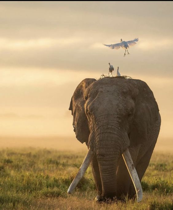 5 Days Tanzania Classic Safari