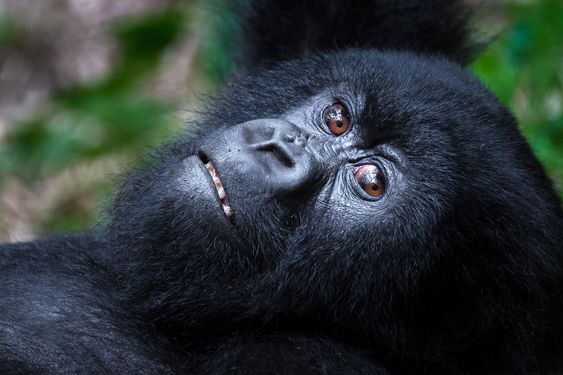 Rwanda vs Uganda: Which is Better for Mountain Gorilla Trekking?