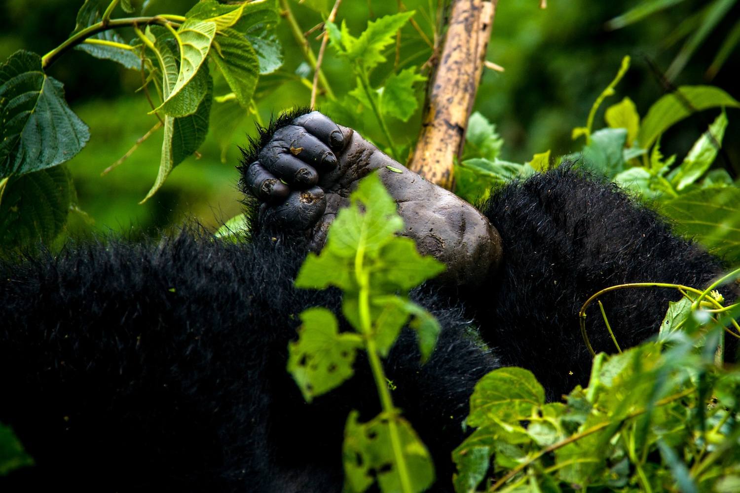 6 Days Rwanda Primates Safari