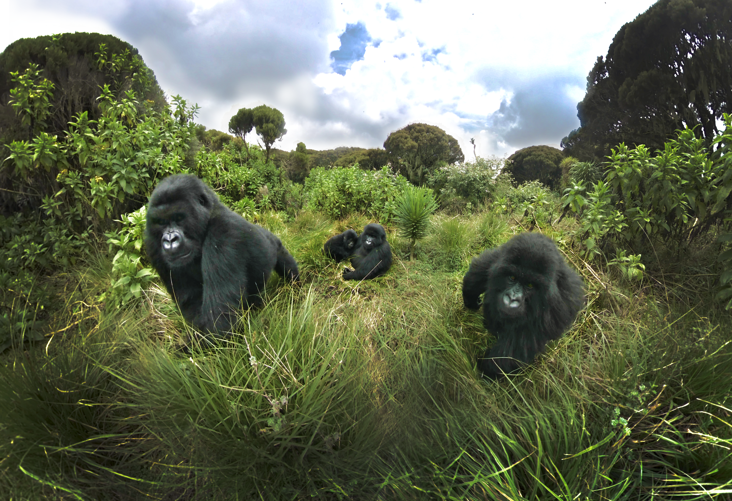 Mountain gorilla family during Rwanda gorilla safari