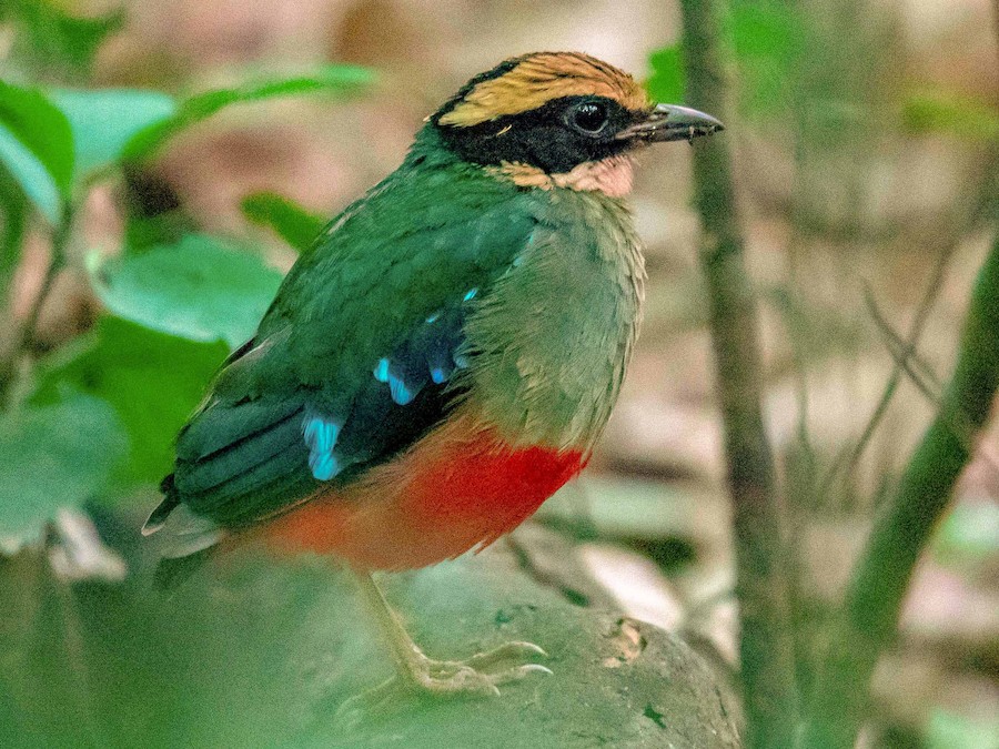 Everything to Know About Kibale Forest National Park - Birds