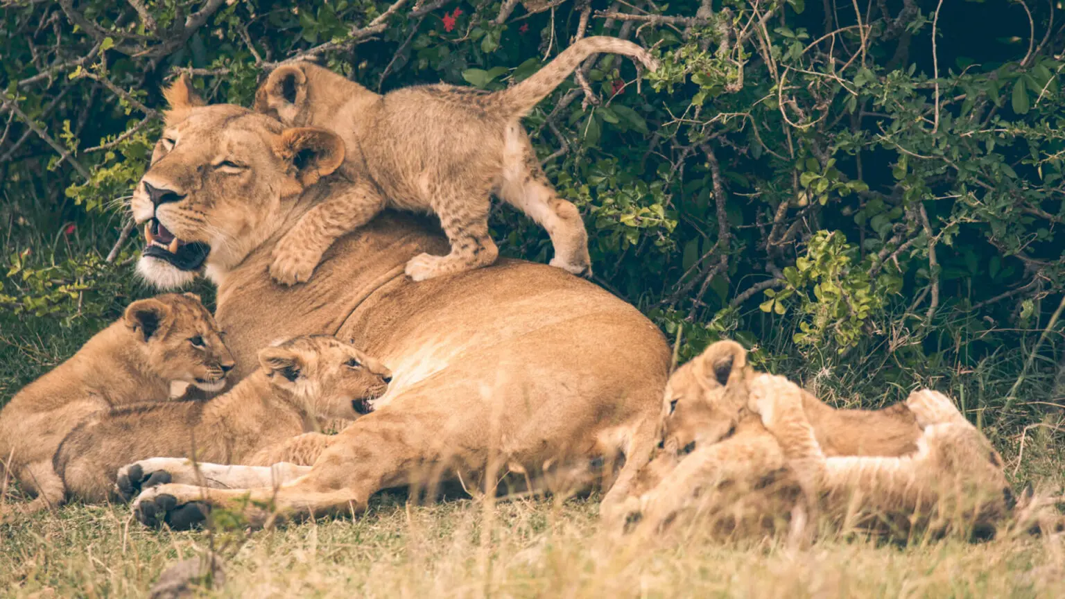 Wildlife in the Masai Mara