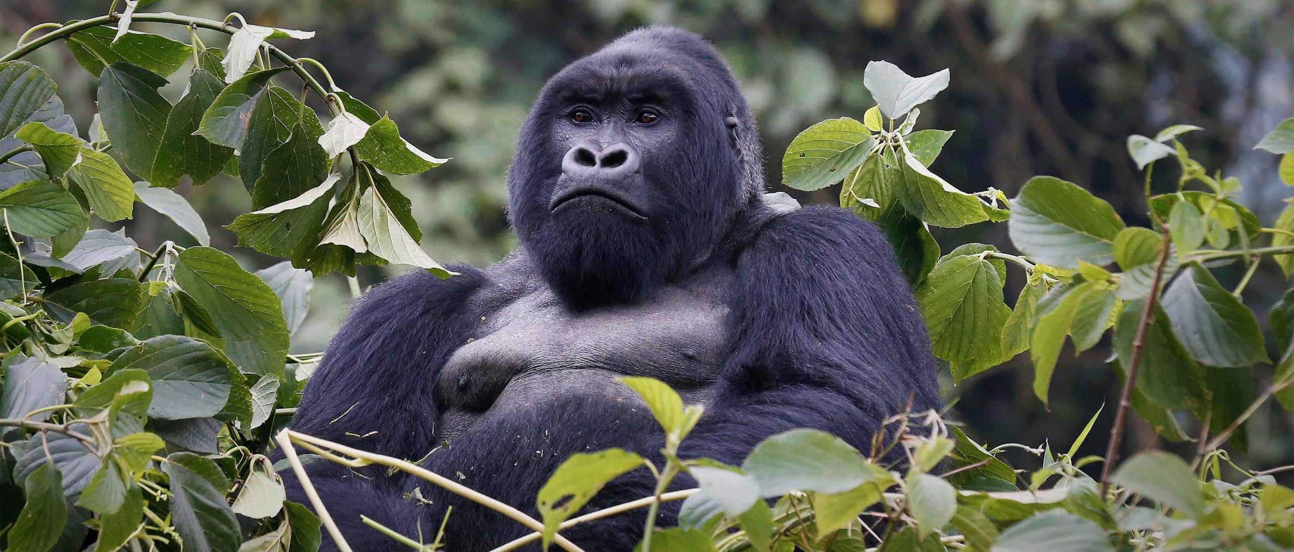 6 Days Rwanda Primates Safari