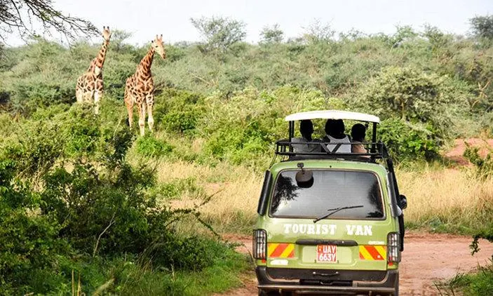 Game Drive in Murchison Falls National Park Uganda