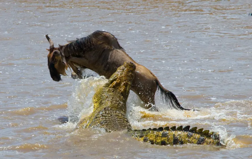 Great Migration Safari 2027-2028 in Serengeti Tanzania