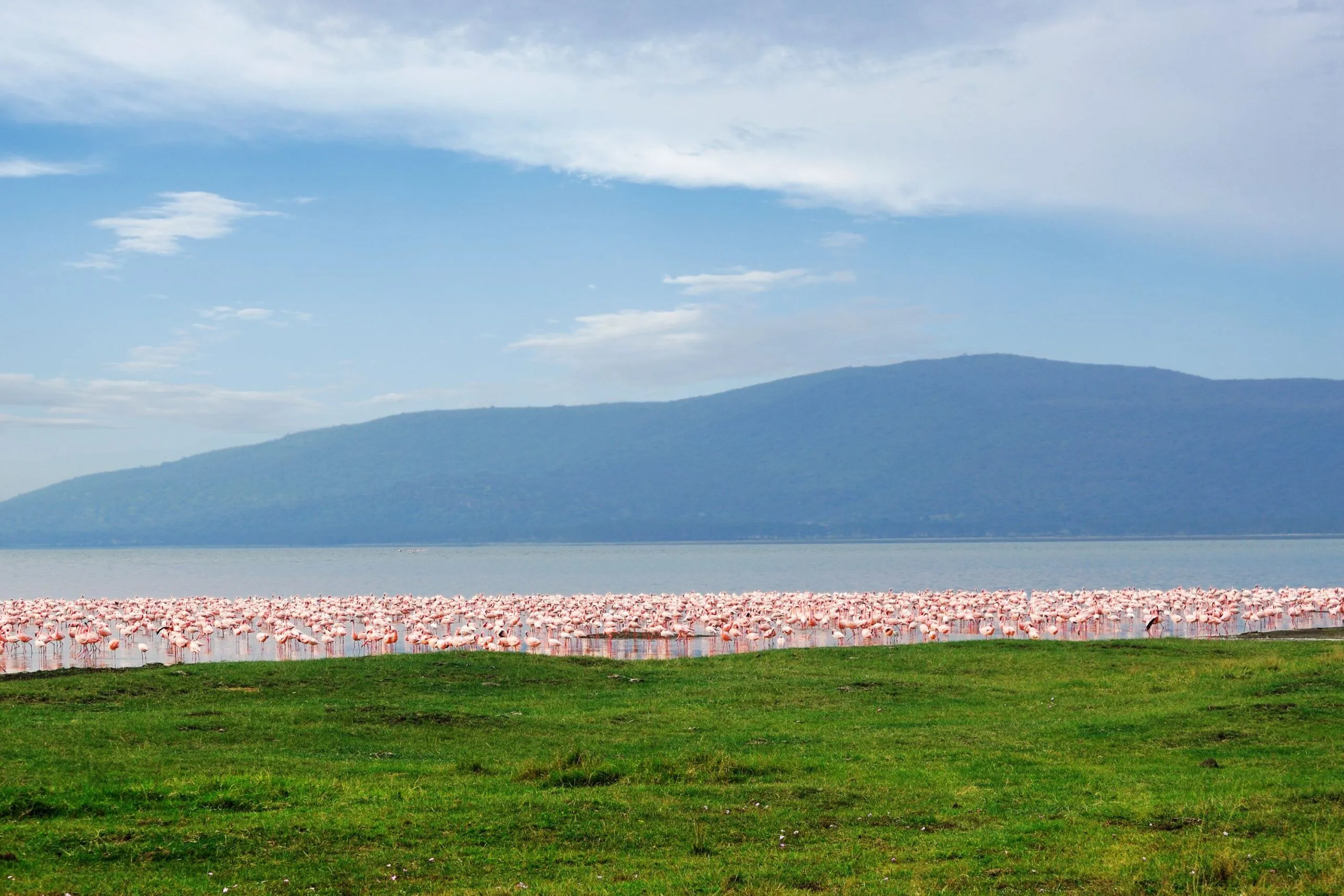 Flocks of Flamingos in Lake Nakuru National Park