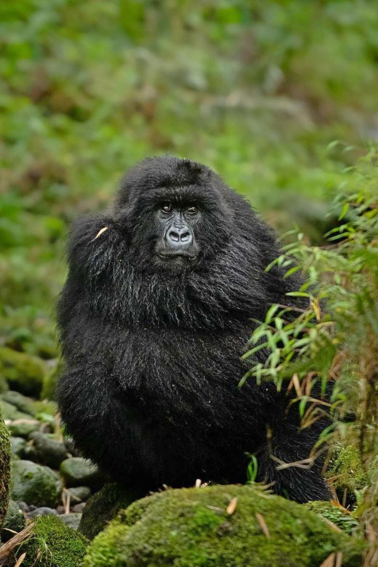 6 Days Rwanda Safari