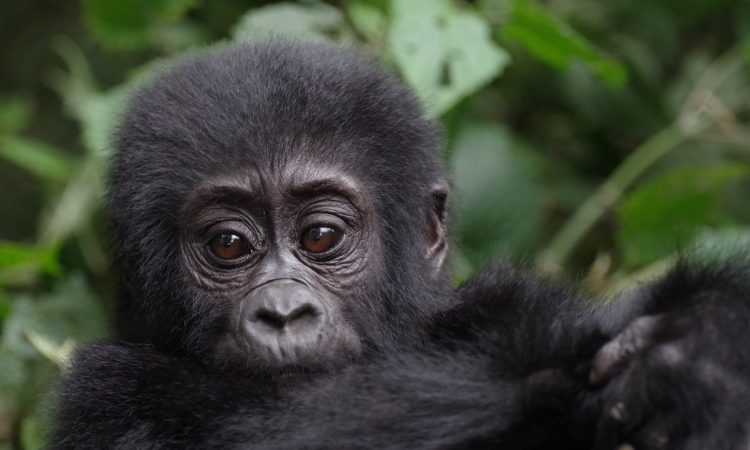 Gorilla Trekking in Bwindi