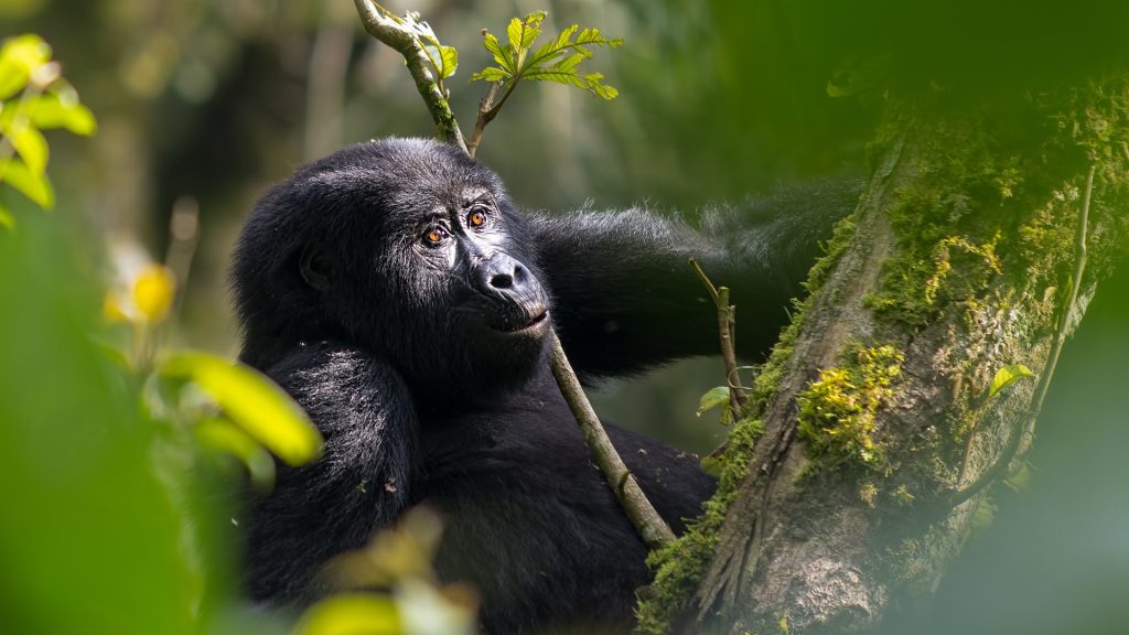 6 Days Rwanda Primate Safari