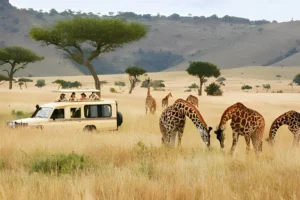 Kenya wildlife safari game drive