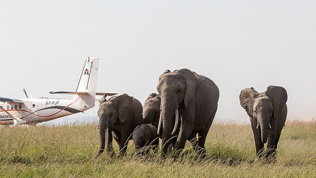 3 Days Maasai Mara flying Safari