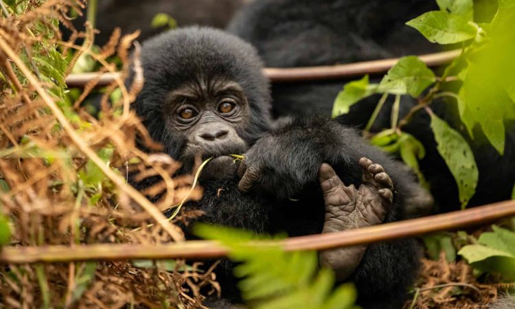 5 Day Rwanda Gorillas and Nyungwe Forest Safari