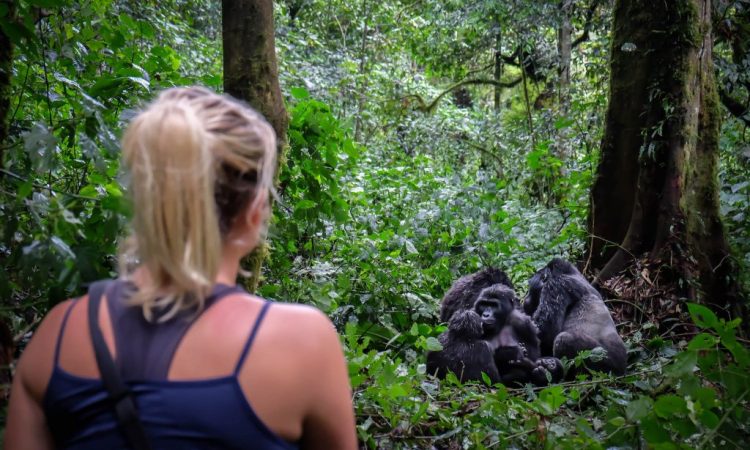 4 Days classic gorilla flying safari