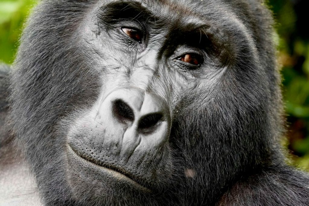 gorilla trekking cost