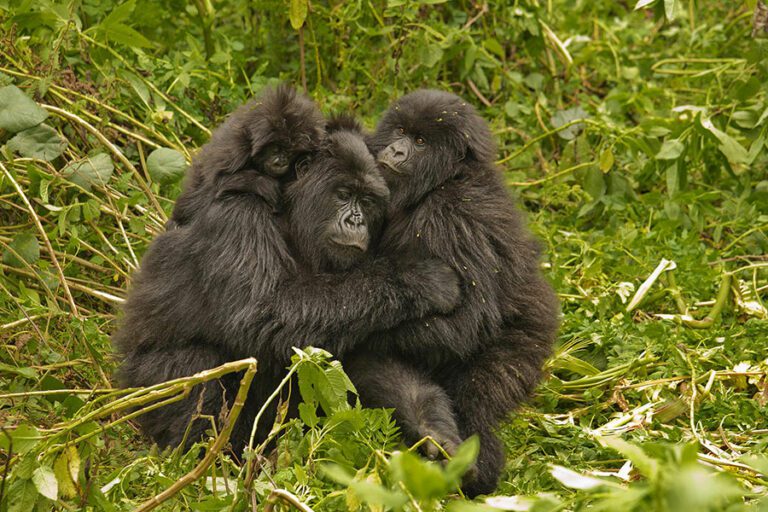 5 Common Gorilla Trekking Mistakes