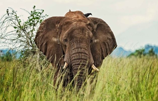 4 Days Kidepo Valley National Park Safari