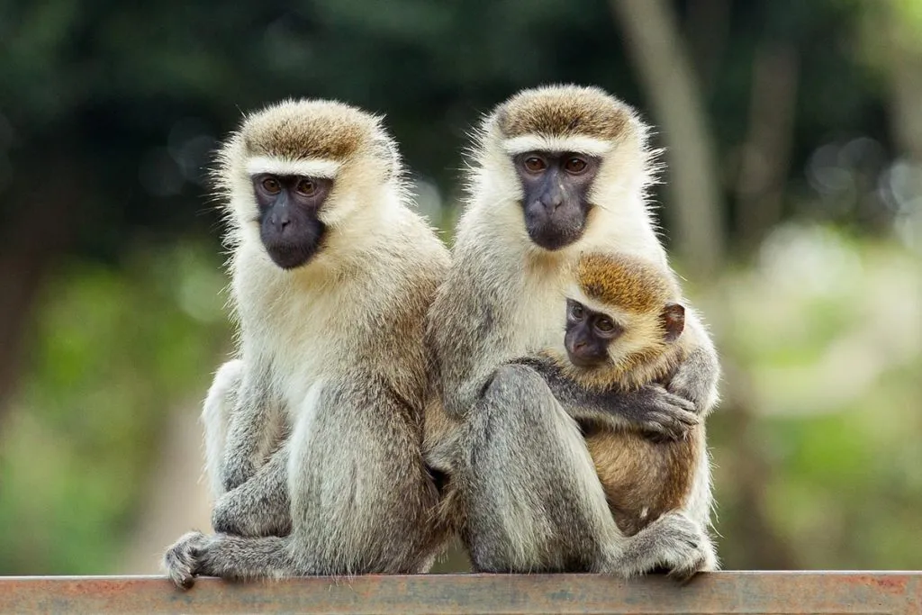 Vervet Monkeys in Kibale Forest National Park