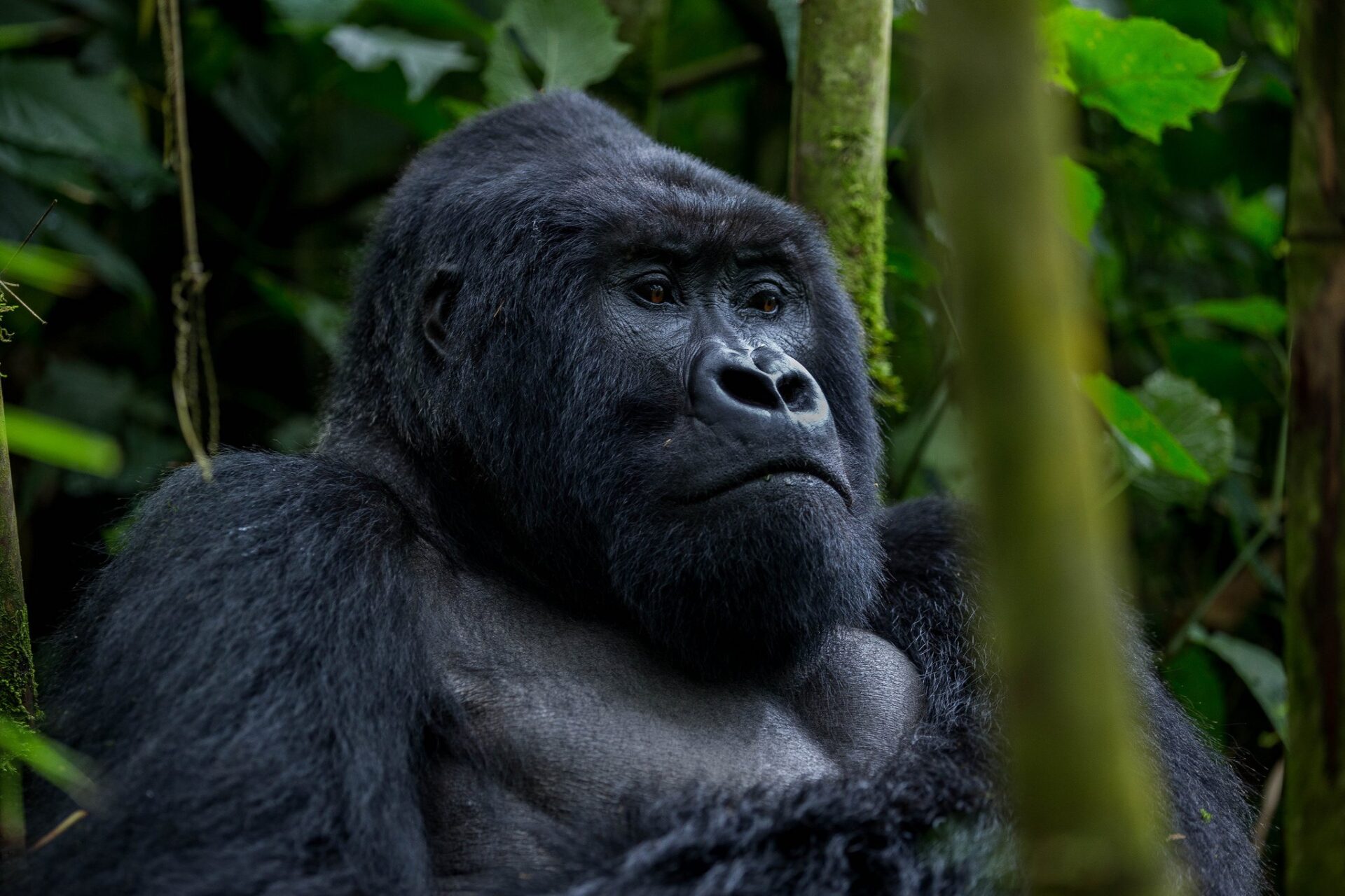 Best Month to Trek Gorillas in Uganda