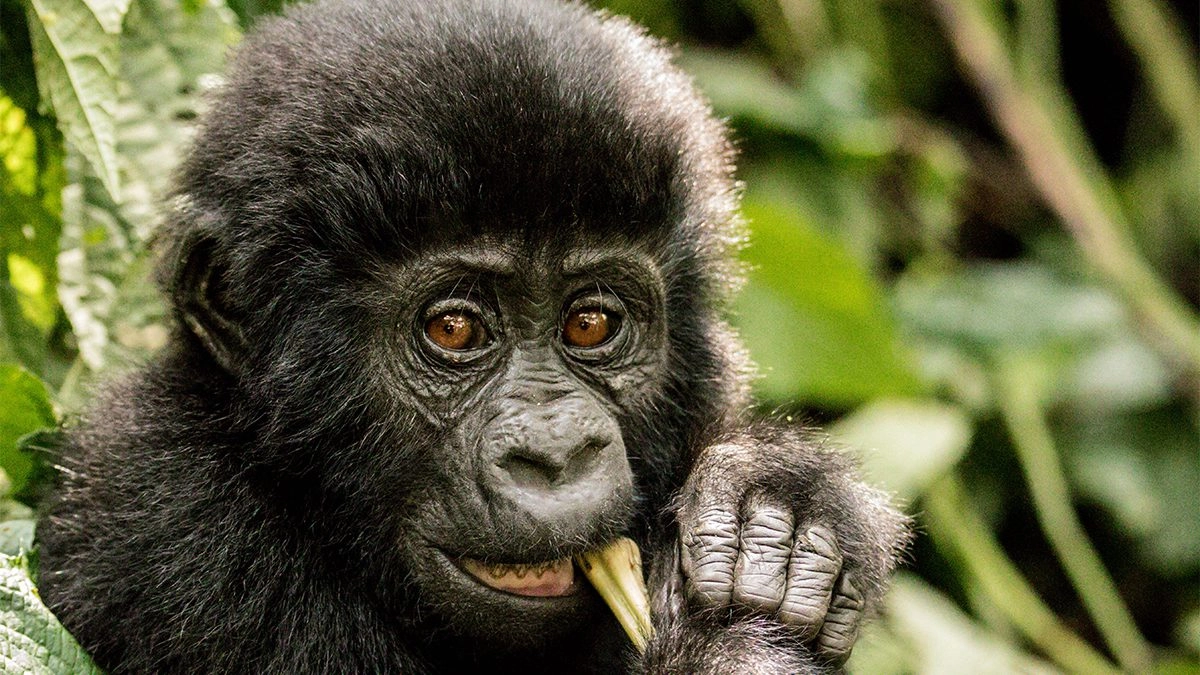 5 Days Uganda Gorillas and Game Safari from Kigali