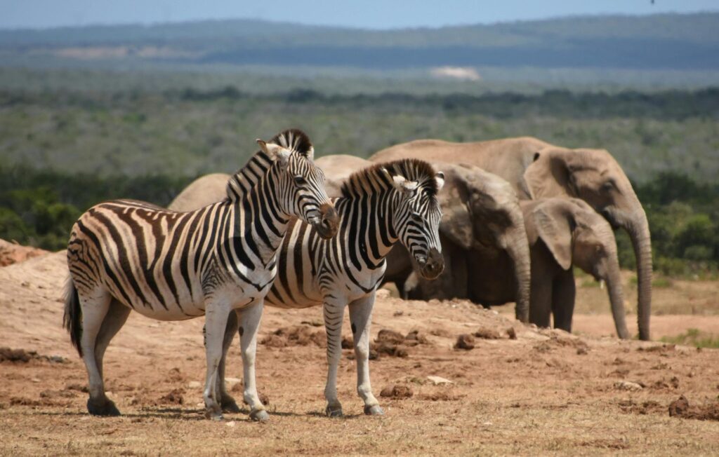 2 Days Amboseli National Park Safari
