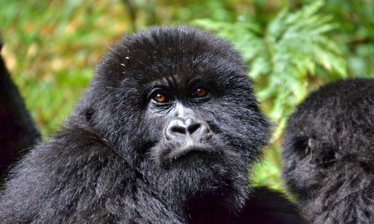 Best Month to Trek Gorillas in Uganda