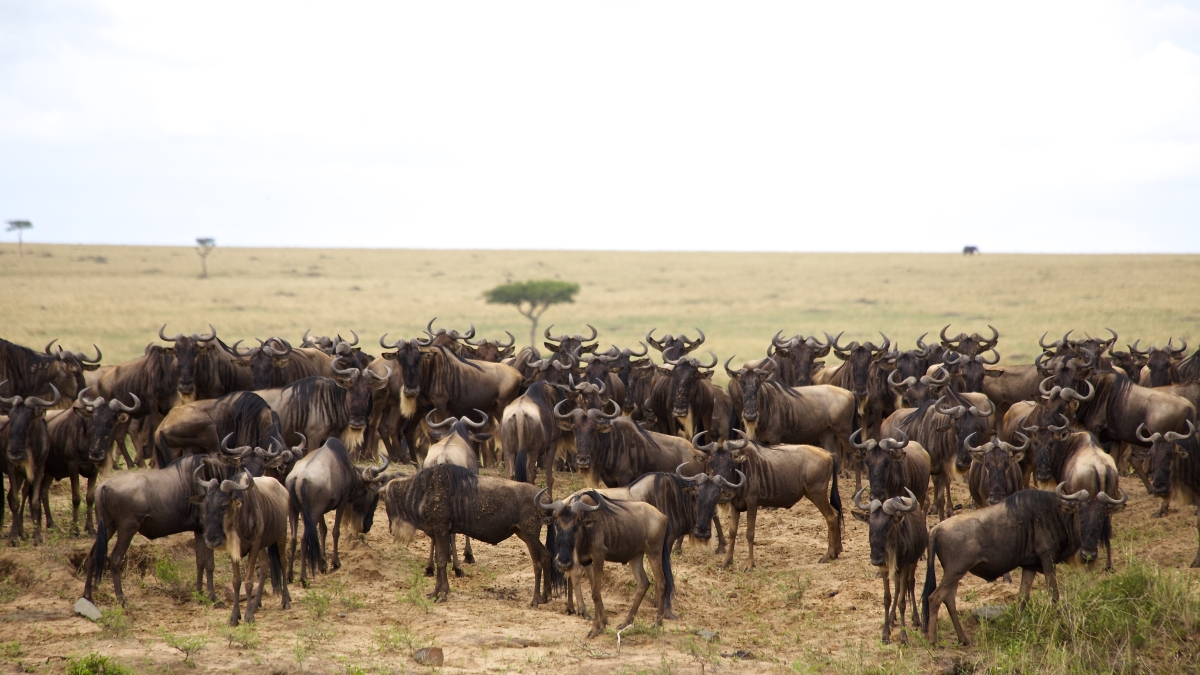3 Days Masai Mara Safari
