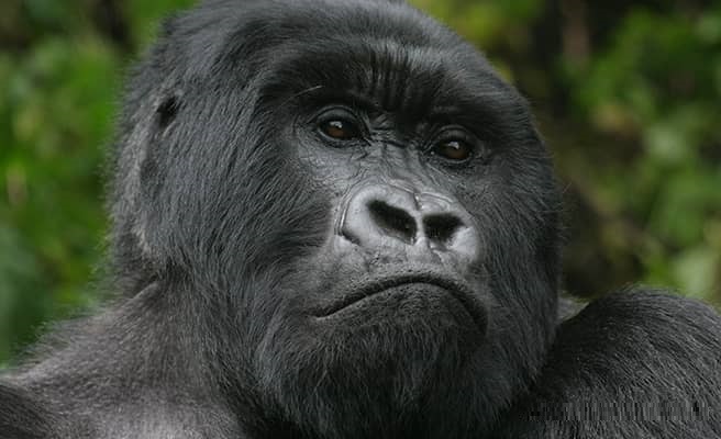5 Days Uganda Primates Safari