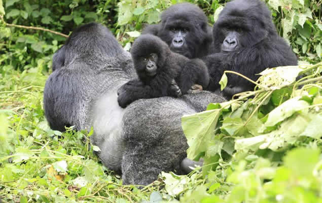 Mountain gorilla family in the Rainforest of Bwindi, their natural habitat