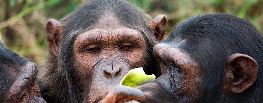 Ultimate Guide to Chimpanzee Trekking