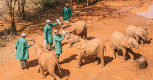 Sheldrick Wildlife Nursery