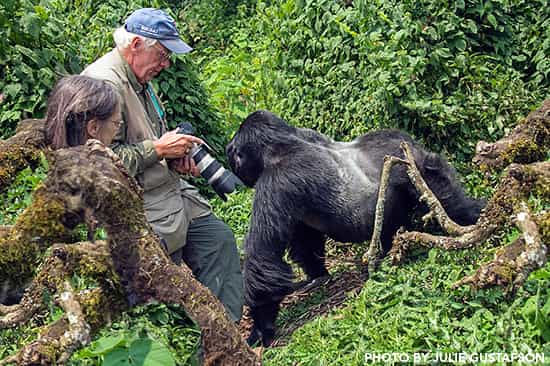 Silverback gorilla encounters Bwindi Impenetrable National Park Uganda