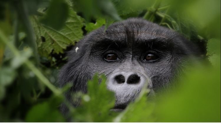 2 Days Bwindi Gorilla Safari from Kigali
