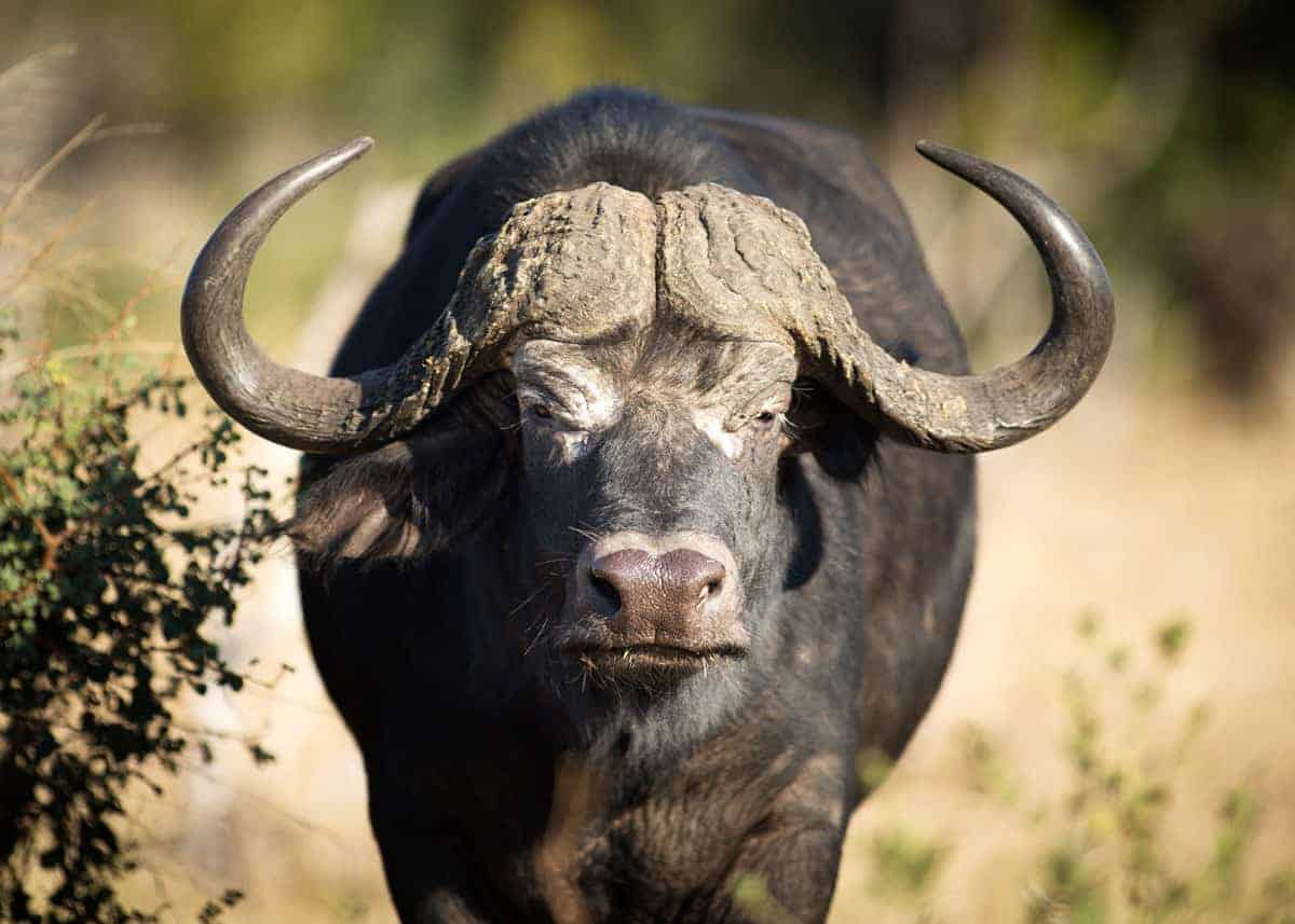 Wise looking cape buffalo