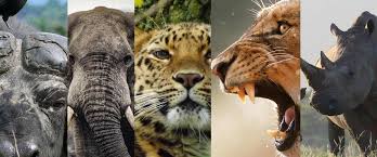 Big Five animals in a Migration safari
