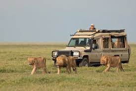 Game Drive in Serengeti