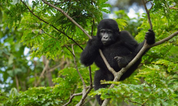 3 Days Bwindi Gorilla Trekking Safari