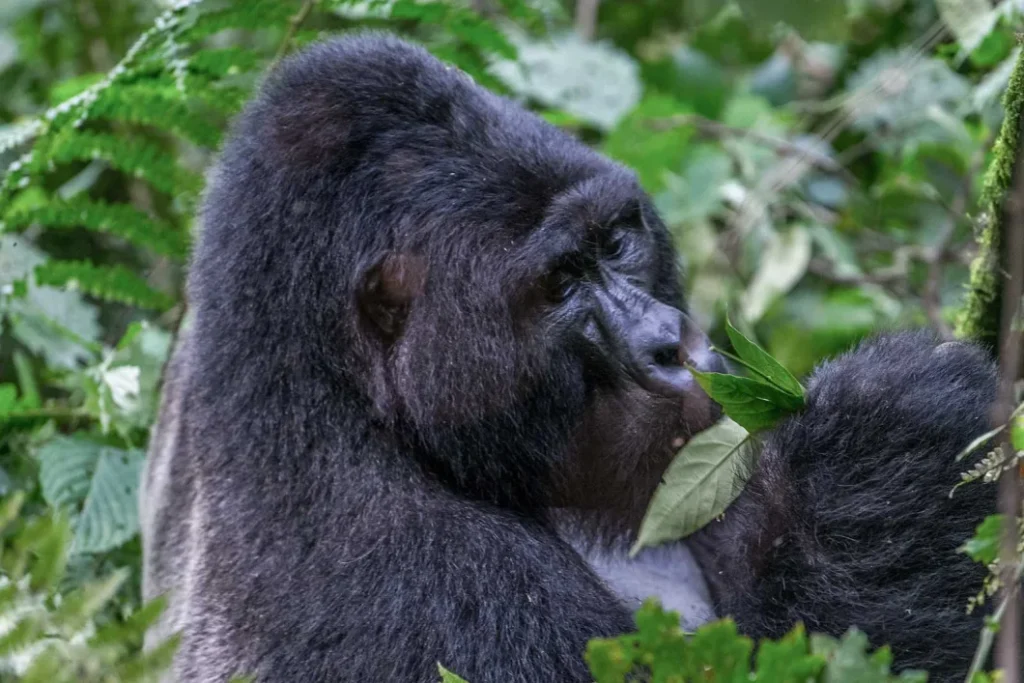 Gorilla Trekking Uganda in Mgahinga Gorilla National Park