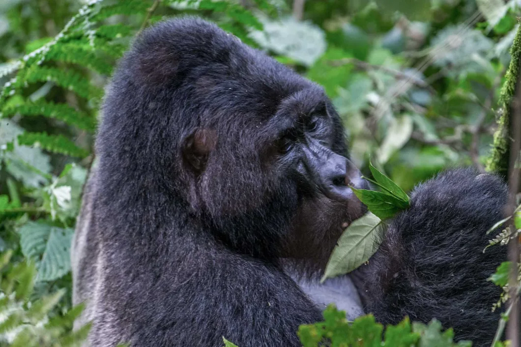 Gorilla Trekking Uganda in Mgahinga Gorilla National Park
