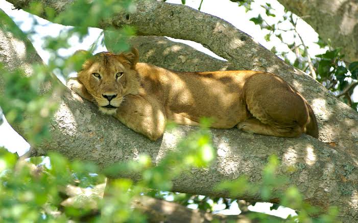 3 Days Queen Elizabeth National Park Safari 