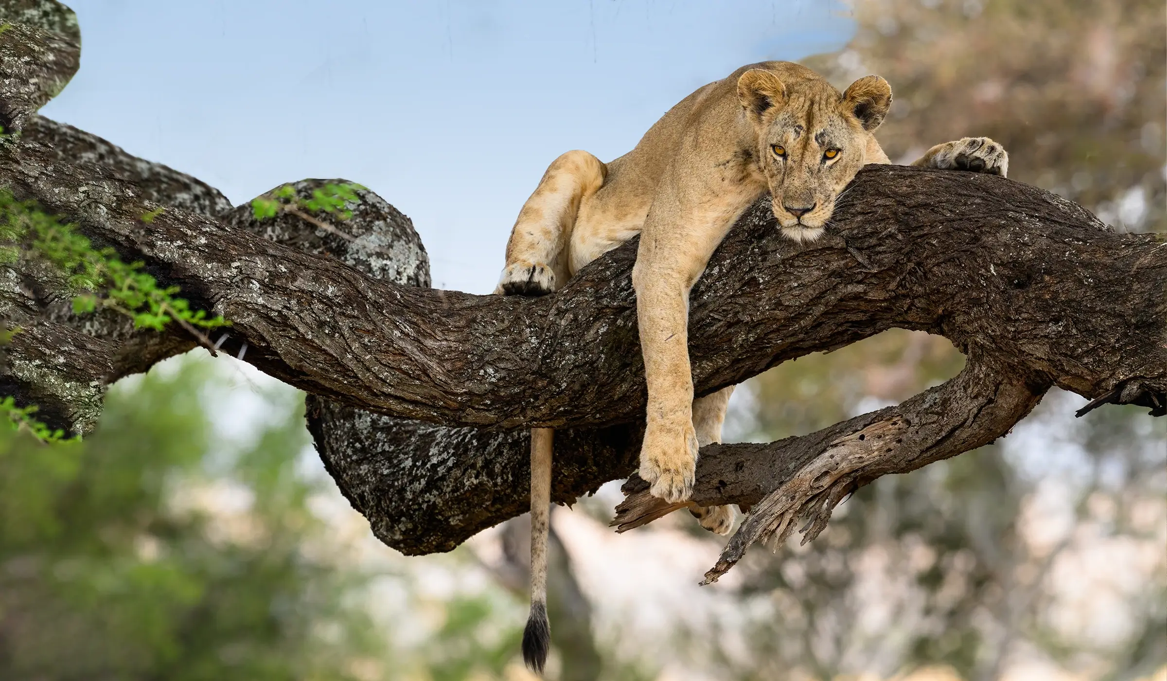 3 Days Tarangire Ngorongoro and Lake Manyara Safari