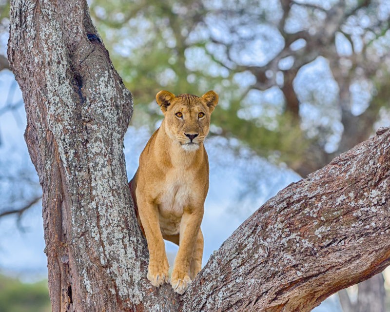 Lion in Tarangire National Park