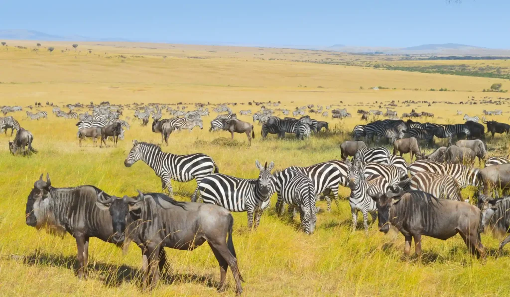4 Days Ngorongoro Crater and Serengeti Safari animals