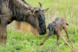 Great Wildebeest Migration in Serengeti National Park - Calving Experience