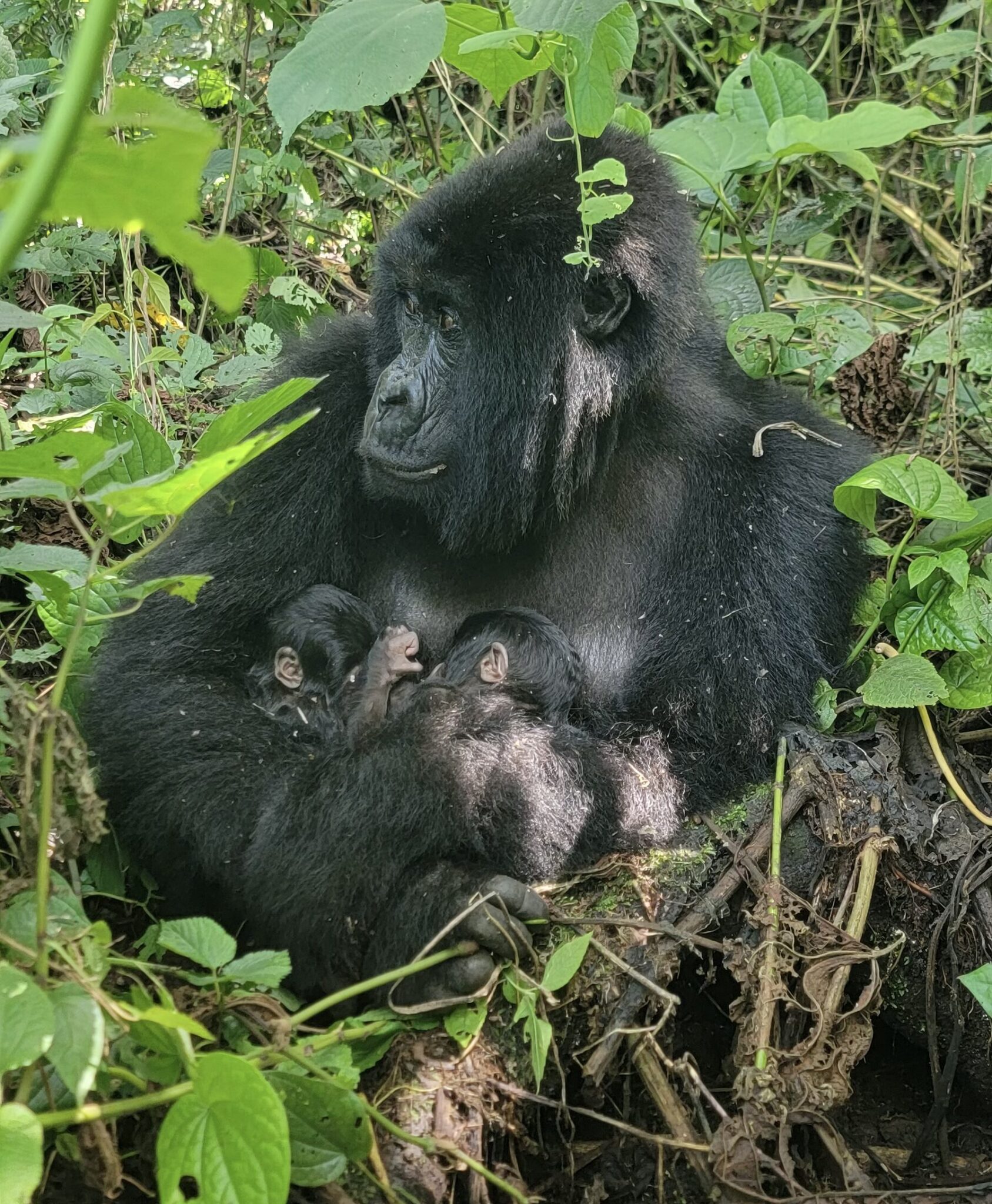 Female Mafuko and Twins in Virunga - Rowin