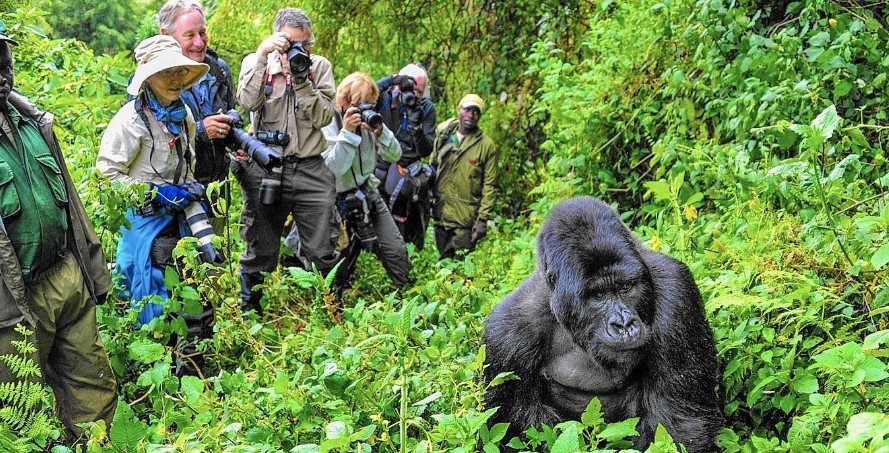 Gorilla Trekking Virunga