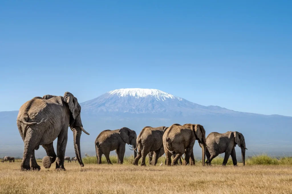 Elephants in Amboseli with Kilimanjaro view - Kenya Wildlife Safari